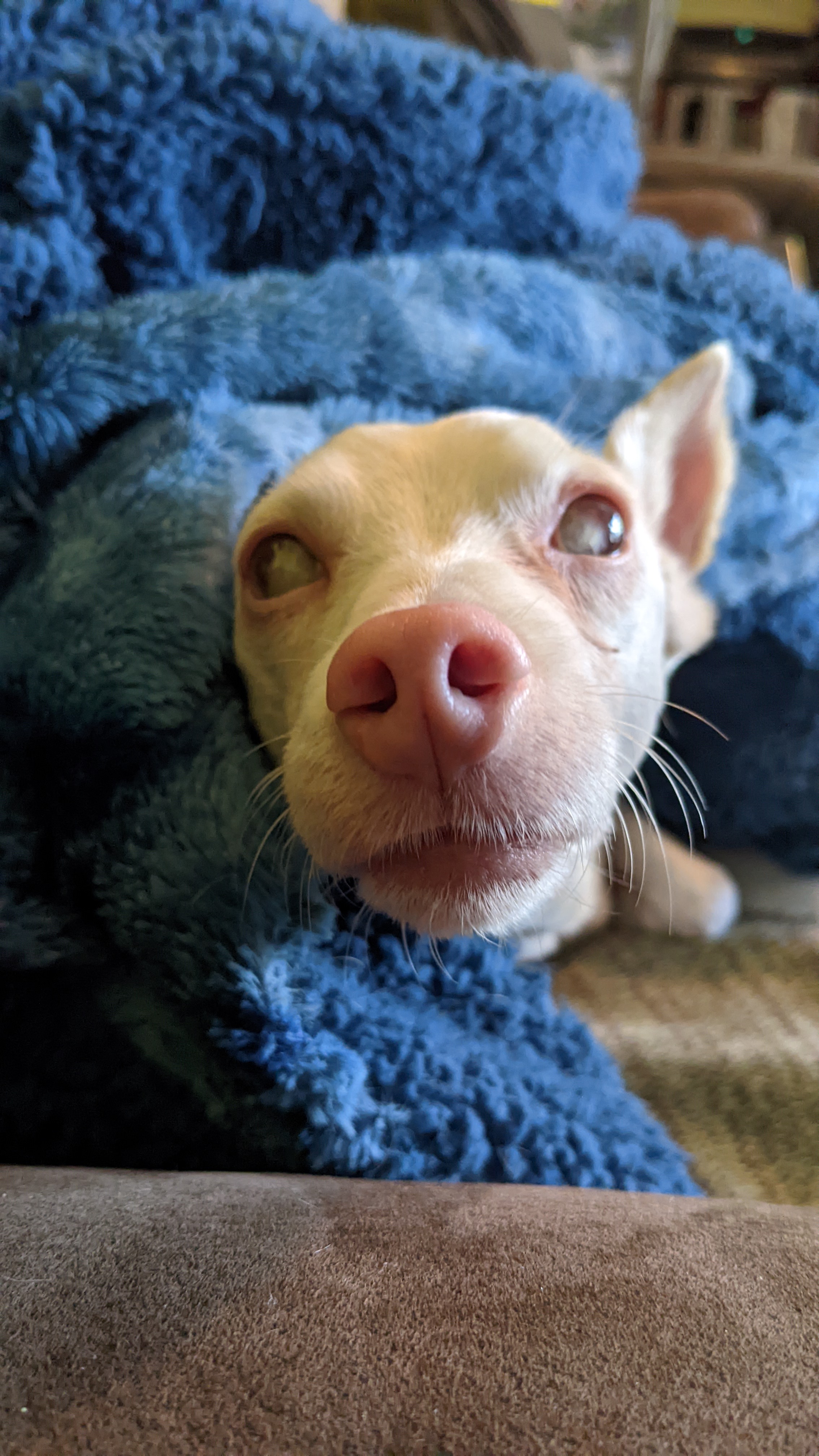 A cared-for pet at Family Animal Hospital